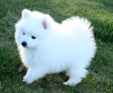 small cute white dogs - Google Search | Cute dogs breeds, Cute white dogs, White dog breeds