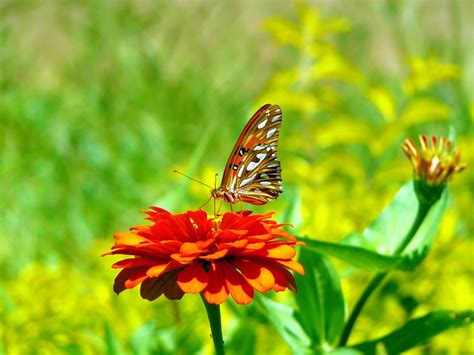 Flower butterfly Free Photo Download | FreeImages