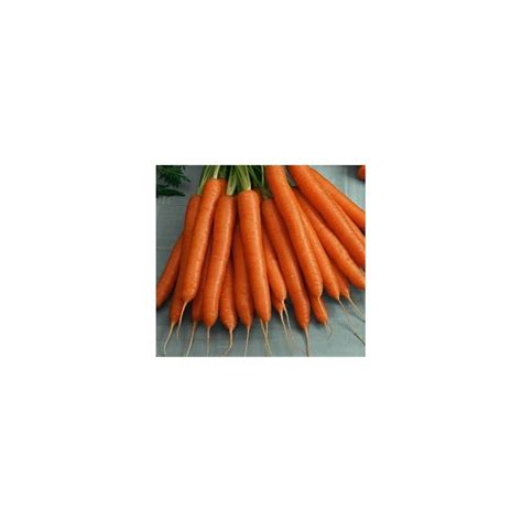 Organic Carrot Flakkee Seeds - Grow Carrots from Organic Seeds