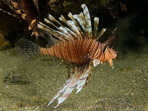 Lionfish from Predator to Prey in Jamaica - Havana Times