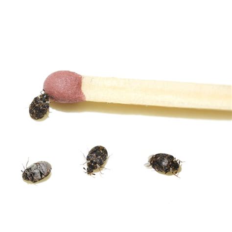 Tiny Black Bugs In House That Bite | Psoriasisguru.com