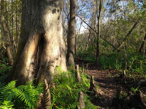 Bald Cypress – Florida Hikes