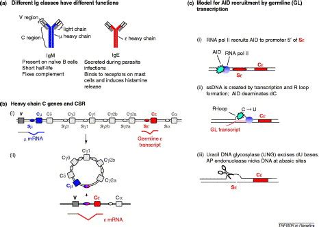 Antibody class switching: uncoupling S region accessibility from transcription: Trends in Genetics