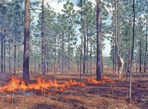 Florida has a burning issue involving fire — or the lack of it ...