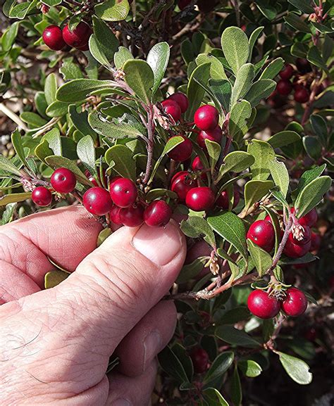 Bearberry / Arctostaphylos uva-ursi / Edible Berries | Bi̇tki̇, Saksı, Yaban mersini