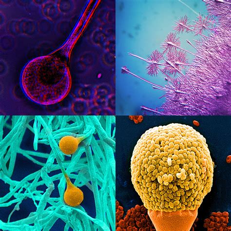 Diversity of fungi and bacteria - Leibniz-HKI