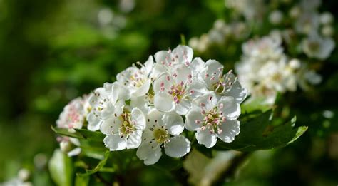 IF YOU GO DOWN TO THE WOODS TODAY....: Hawthorn blooms