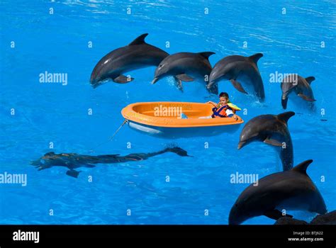 Dolphins hi-res stock photography and images - Alamy