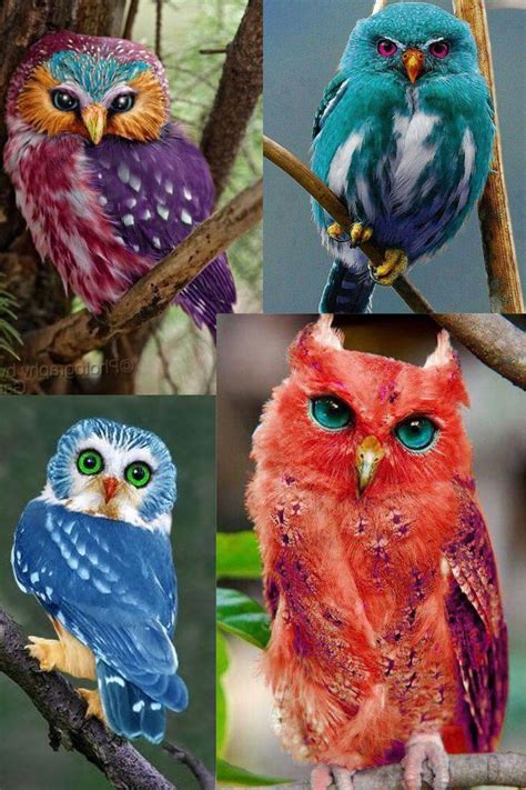 Colored Owls | Pet birds, Animals beautiful, Bird pictures