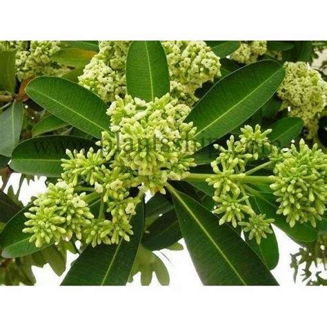 Green Alstonia scholaris Plant, For Medicinal at Rs 125/piece in Rajahmundry | ID: 13467426733