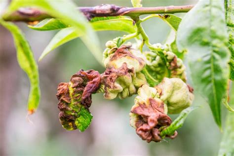 Peach Leaf Curl: Symptoms, Treatment and Control | Planet Natural