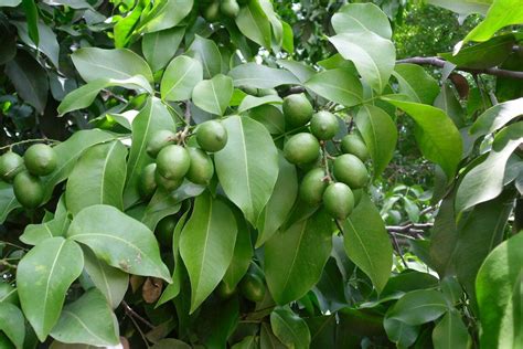 SHIP FROM US Spanish Lime, MAMONCILLO, Quenepe Tree. Small Live Plant TPE3 - Fruit/Flowering