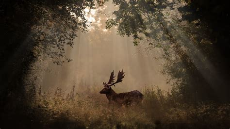 3840x2160 Deer Mammal Forest Sunbeams 4k 5k 4K ,HD 4k Wallpapers,Images,Backgrounds,Photos and ...