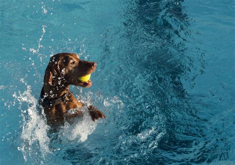 Photos: Pool goes to the dogs | Photo galleries | journalstar.com