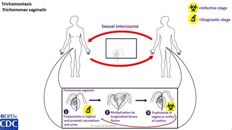 Life Cycle Of Trichomonas Vaginalis Trichomonas Vaginalis Pinterest | The Best Porn Website