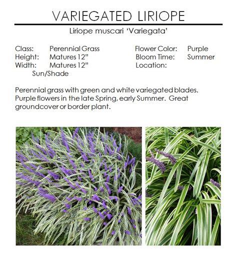 Variegated Liriope — The Garden Kingdom