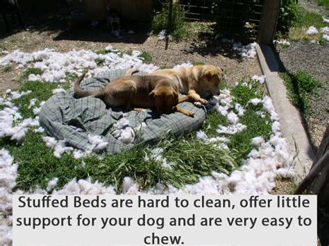 Why are Kuranda Beds healthier for my dog? | Kuranda Dog Beds®