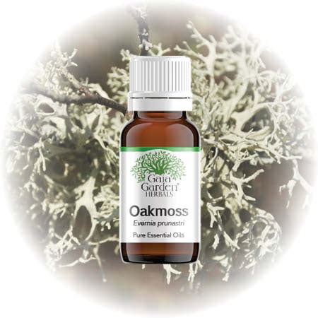 Oakmoss (Evernia prunastri) – Essential Oil