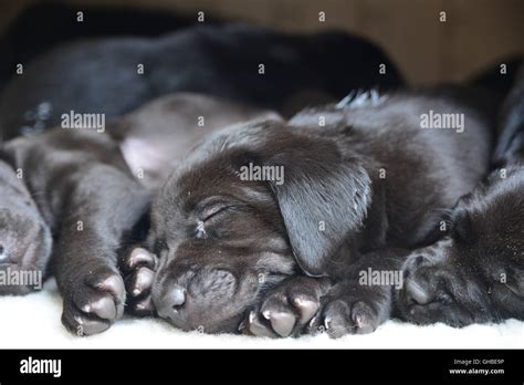 Black Labrador puppies sleeping on decking together in a bundle Stock ...