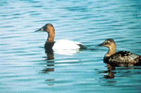 Free picture: waterfowl, migration, birds, canvasback, ducks