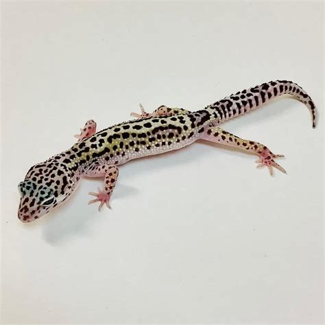 mack snow leopard gecko - CB Reptile | Geckos for sale | Chameleons for ...