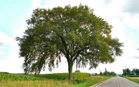 Save your Trees from Dutch Elm Disease with DIY Tree Injection - Chemjet Tree Injector