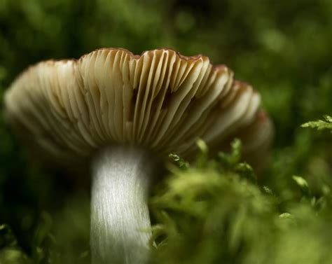 How To Identify Psilocybin Mushrooms - Quality Spores