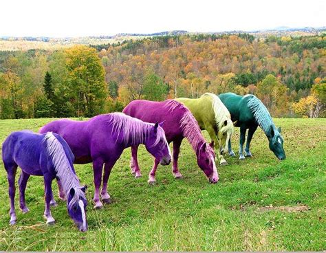 Rainbow Horses Photograph by De Beall