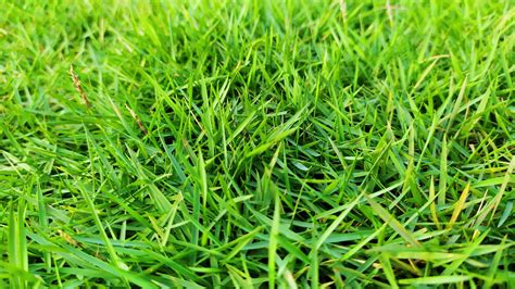 Zoysia Grass Lawn Care - Clarks Pest | Zoysia Lawn Care Calendar