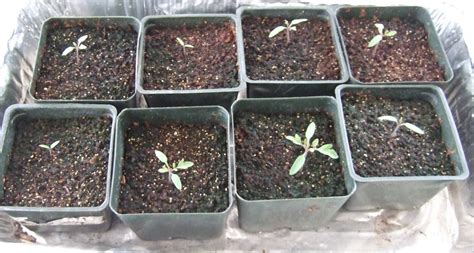 My Southern California Vegetable Garden: Cherry Tomato Seedlings