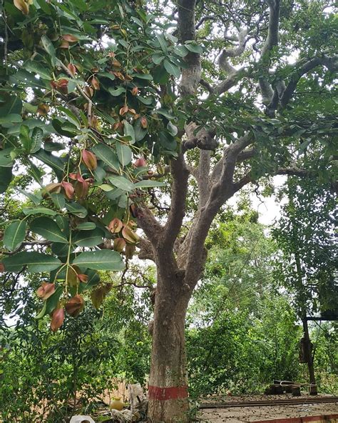 ARJUN TREE - Nature Nursery - Central India's Biggest Nursery in Indore