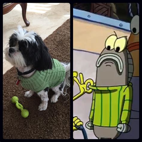 “I like to call this little number, ‘Striped Sweater’”-Spongebob : r/aww