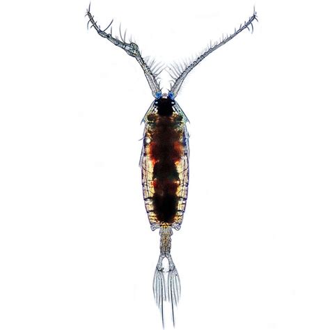 Copepod Morphology – Copepods.com Canada