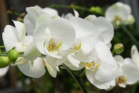 Phalaenopsis Amabilis White Bright Romantic Exotic Photo Background And Picture For Free ...