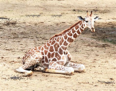 Baby giraffe in the zoo stock photo. Image of sitting - 34179202