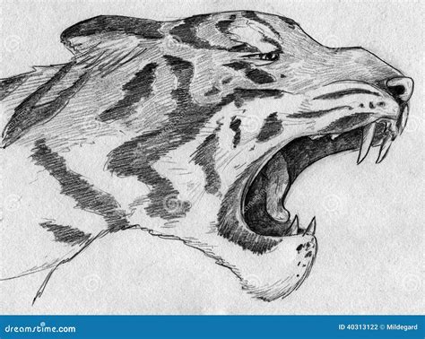 Roaring tiger stock illustration. Illustration of illustrations - 40313122