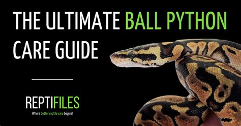 The Ultimate Guide to Ball Python Care | ReptiFiles