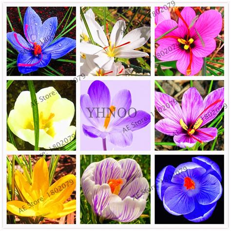 103PCS Hot Sale Many varieties Saffron garden Saffron Flower flores ...