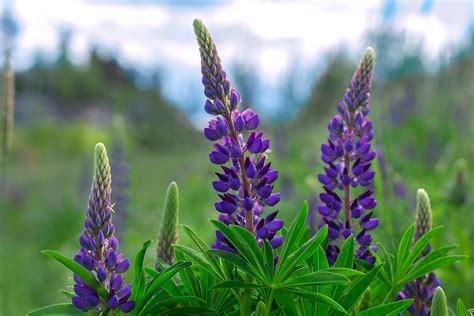 Lupinus (Lupine; Lupin) – A to Z Flowers