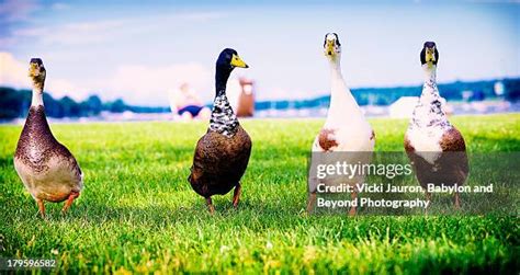 Ducks In A Row Photos and Premium High Res Pictures - Getty Images