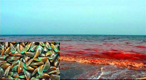 Red Tide Toxin Confirmed At Waters Of Daram Island In Western Samar