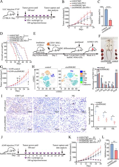 CircHMGB2 decreased the efficacy of PD-1 blockade in NSCLC treatment. A ...