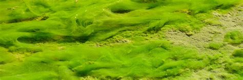 Mexico-sized algae bloom in the Arabian Sea connected to climate change