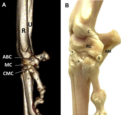 Canine Carpal Bone Anatomy