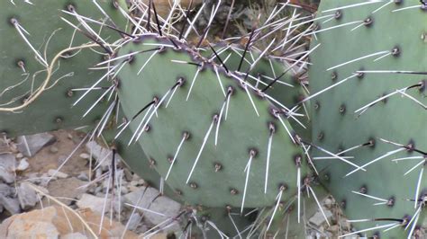 Chihuahuan Desert Expedition, Texas FOSSILS,GEOLOGY Video Stills : Free ...