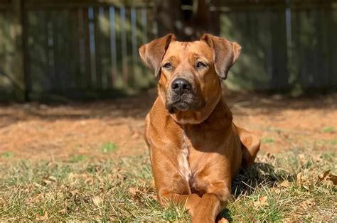 Boxer Great Dane Mix: A Goofball, Yet A Serious Guard Dog