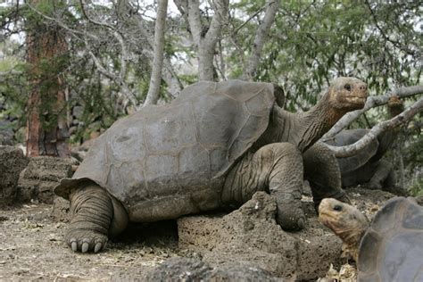 Lonesome George Last Giant Tortoise of Pinta Island Dies - IBTimes India