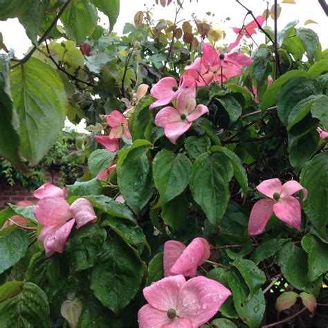 Cornus kousa 'Miss Satomi', Japanese Dogwood 'Miss Satomi' in GardenTags plant encyclopedia