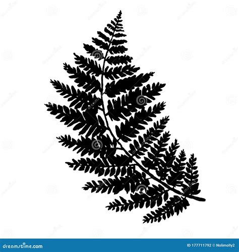 Fern Leaf Vector, Ink Plant Outline, Hand Drawing, Black Silhouette | CartoonDealer.com #177711792