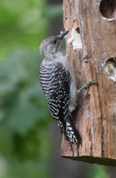 Immature Red-Bellied Woodpecker at feeder - FeederWatch